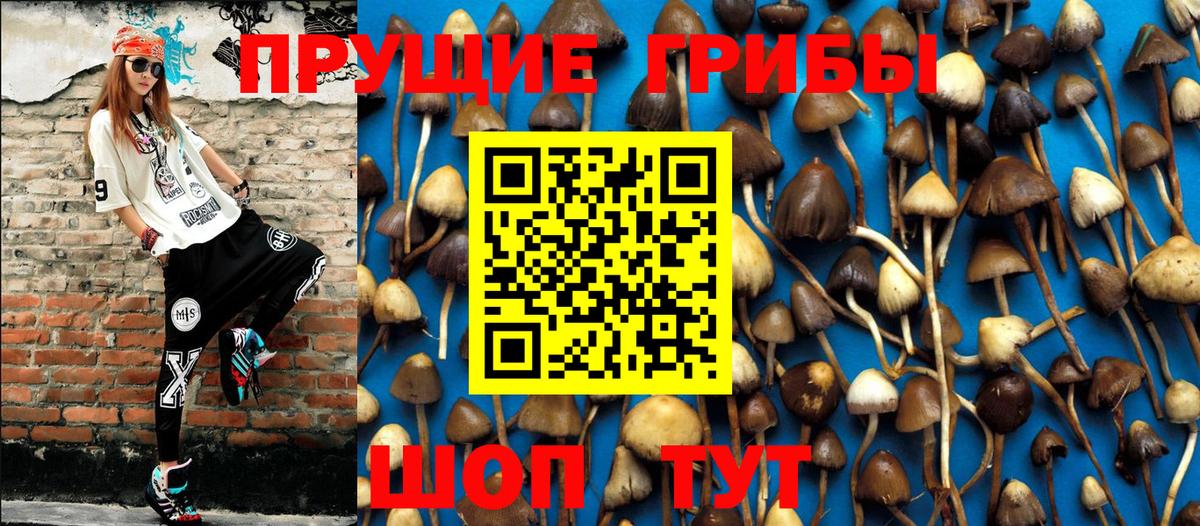 Псилоцибиновые грибы Psilocybe  Керчь 